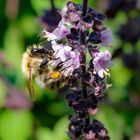 Biene auf Blüte