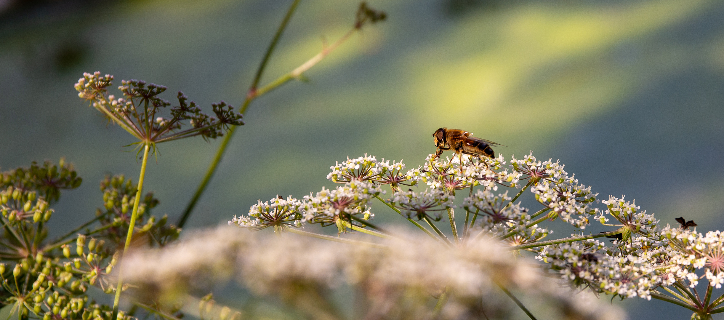 Biene auf Blüte