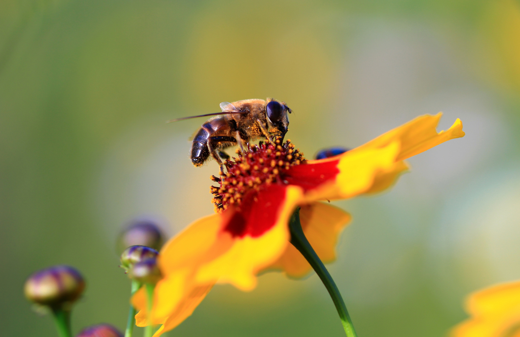 Biene auf Blüte