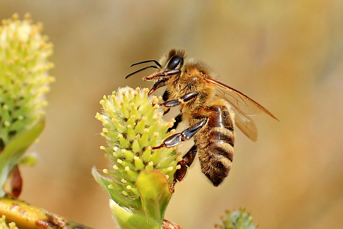 Biene auf Blüte