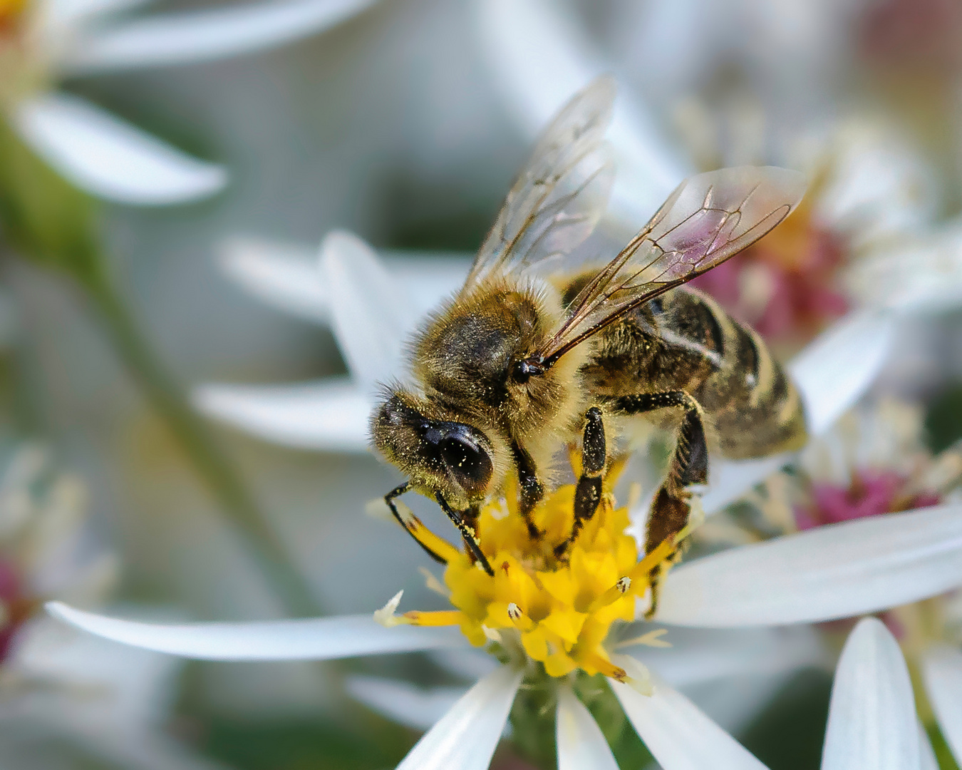 Biene auf Blüte.