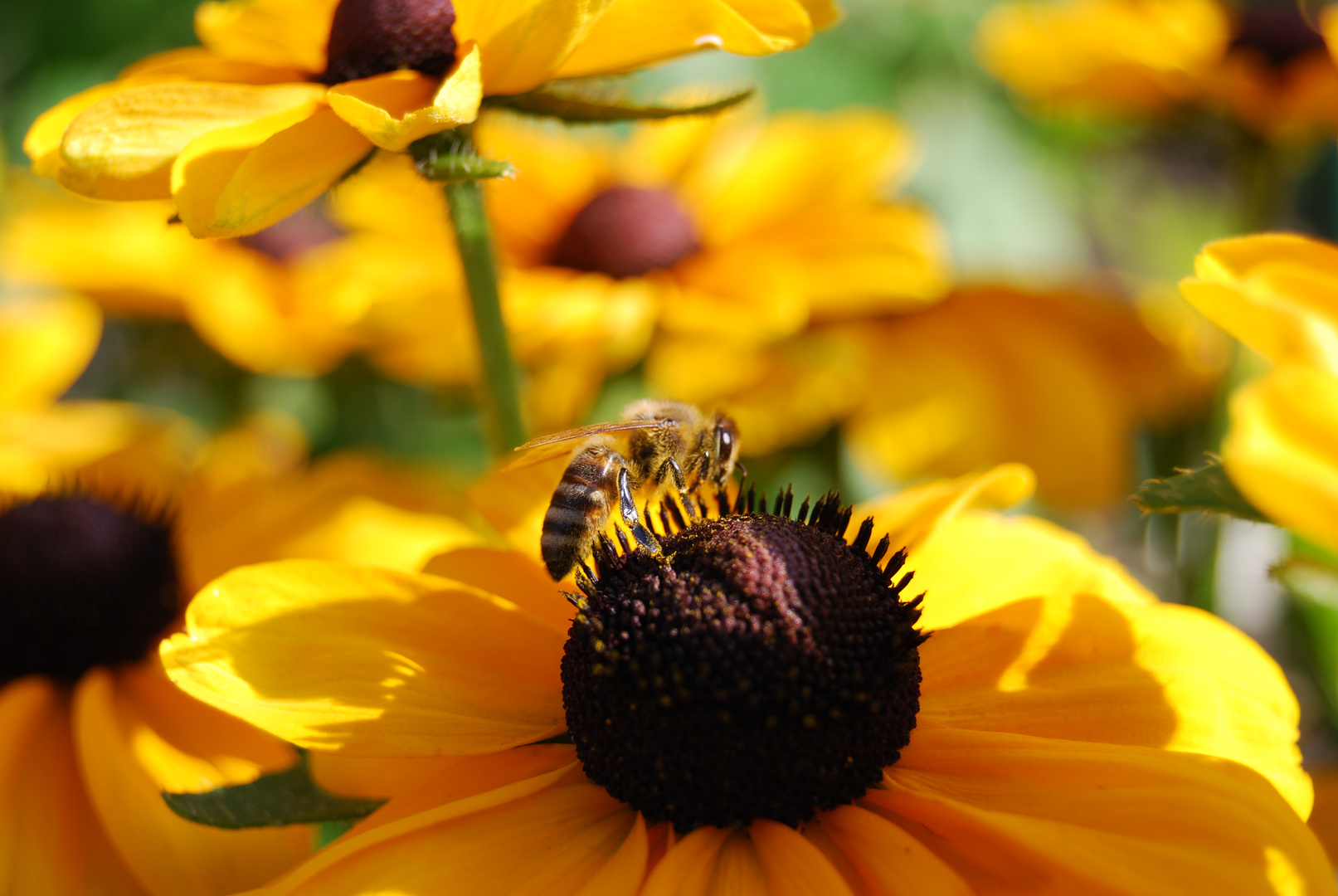 Biene auf Blüte