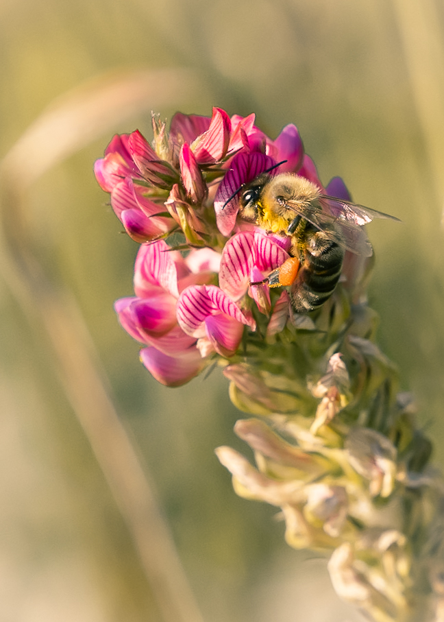 Biene auf Blüte