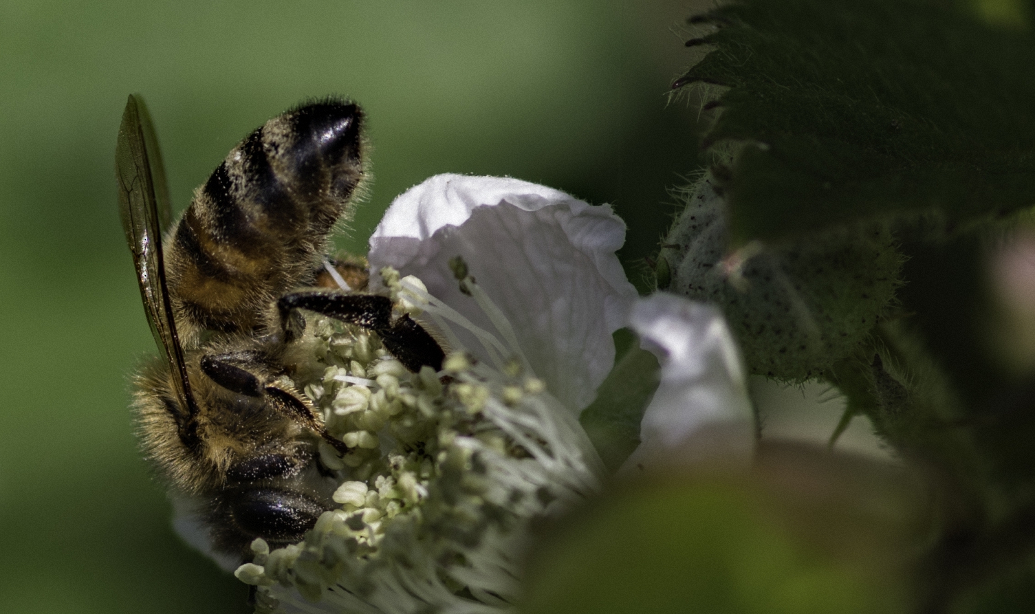 Biene auf Blüte