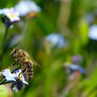 Biene auf Blüte