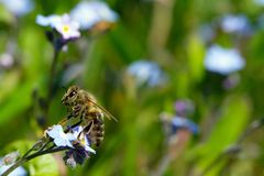 Biene auf Blüte