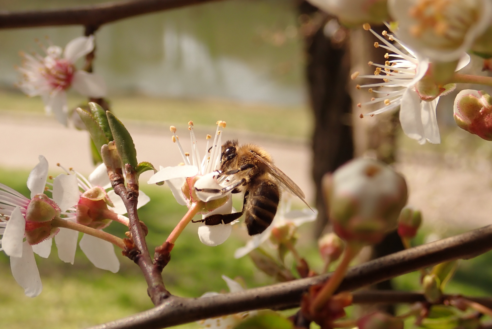 Biene auf Blüte