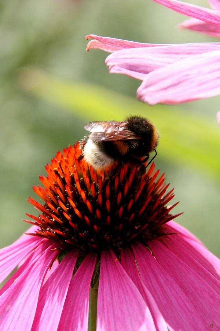 Biene auf Blüte