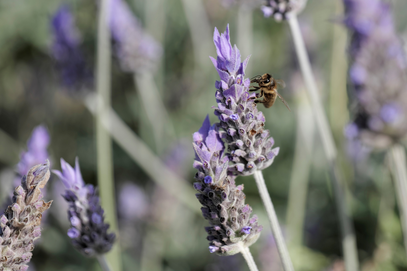 Biene auf Blüte bei Son Severa