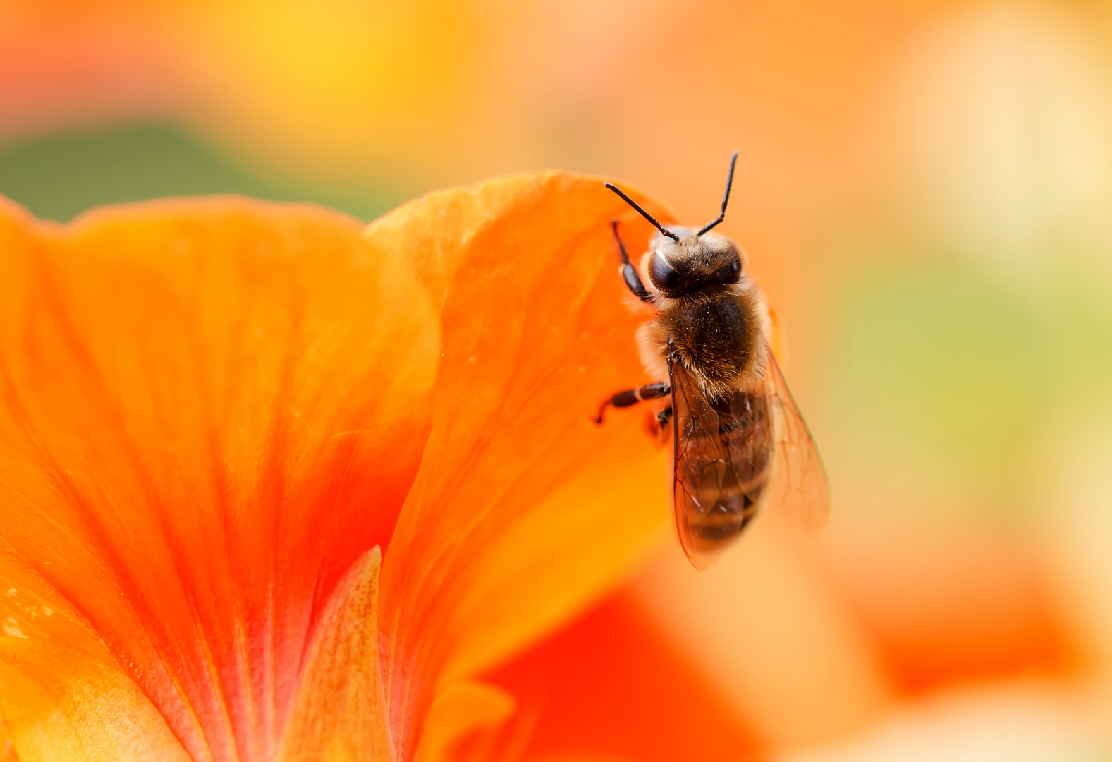 Biene auf Blüte