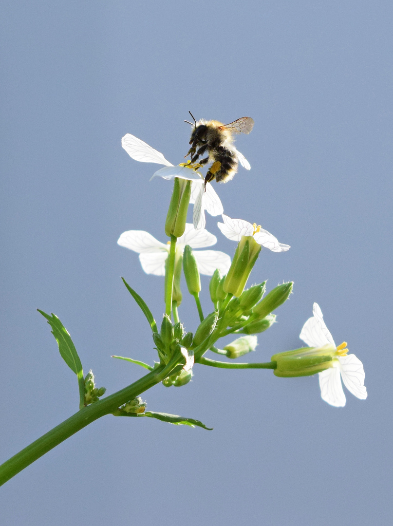 Biene auf Blüte