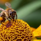 Biene auf Blüte