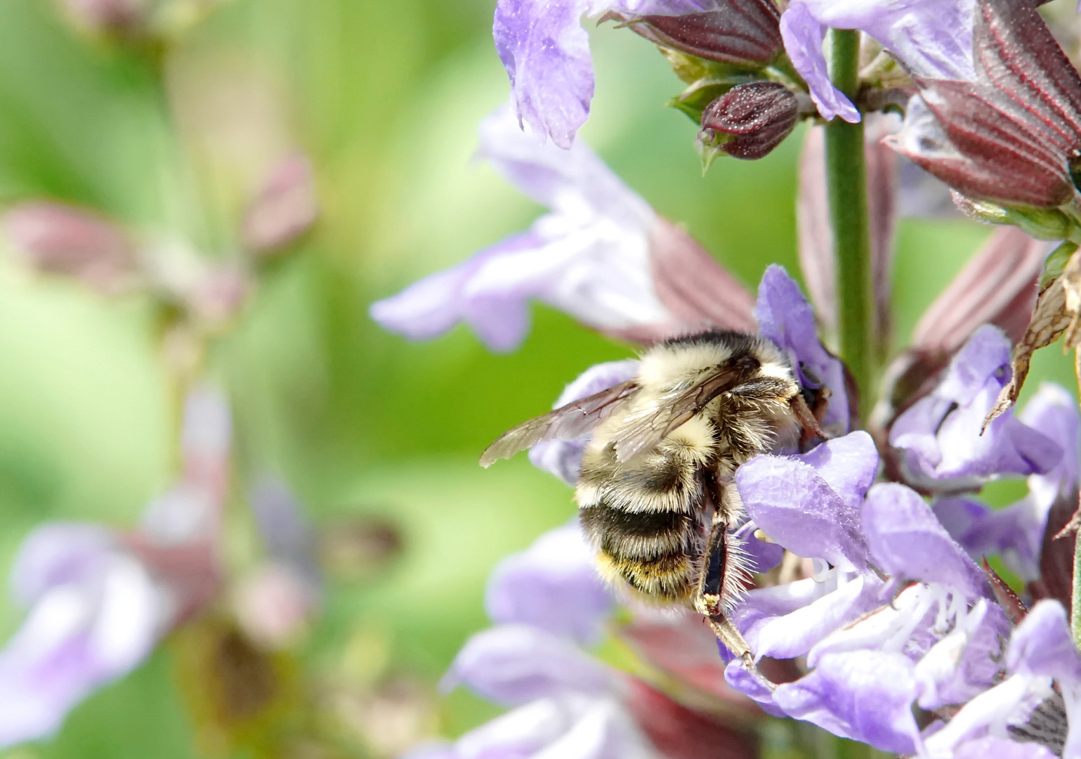 Biene auf Blüte