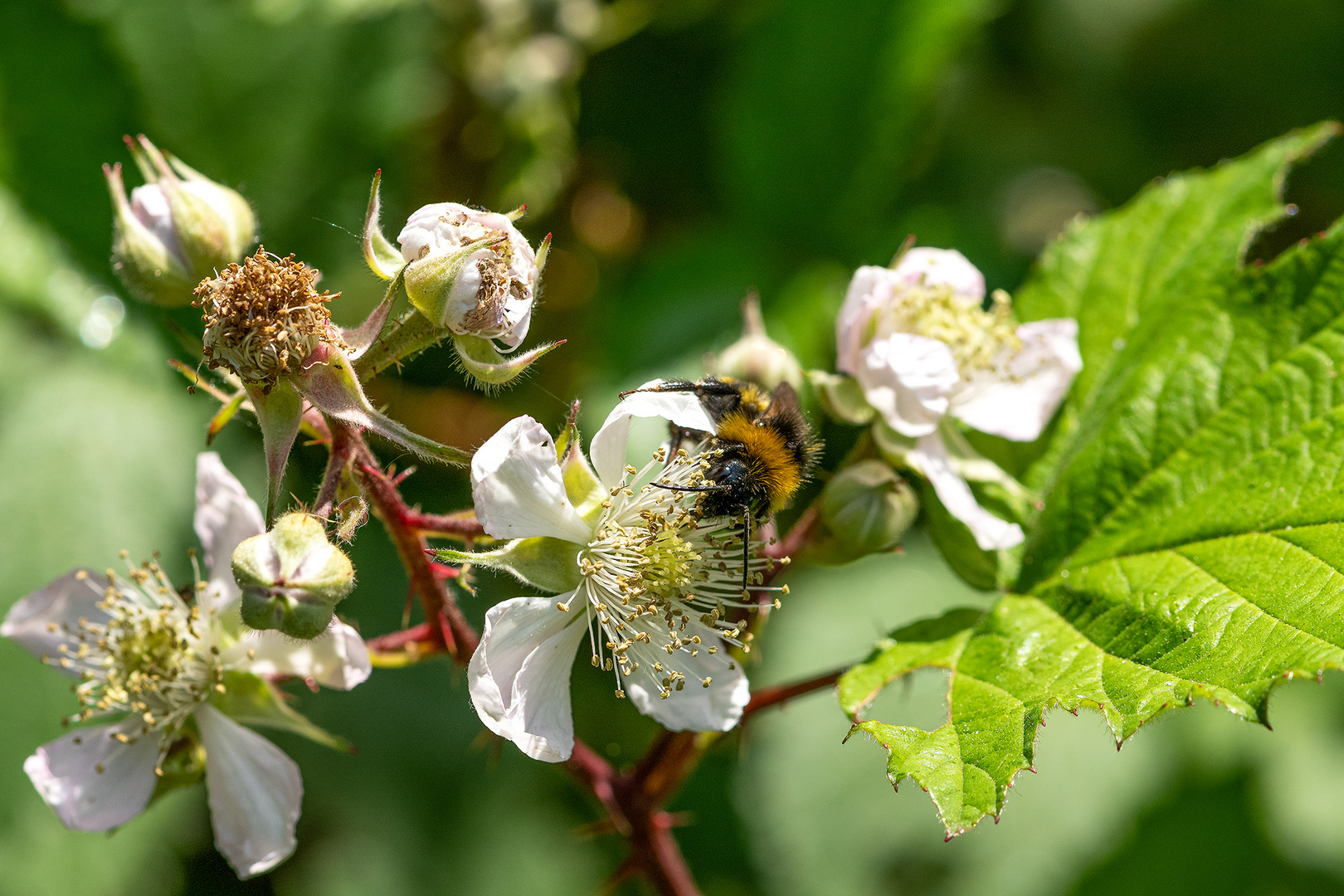 Biene auf Blüte