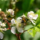 Biene auf Blüte