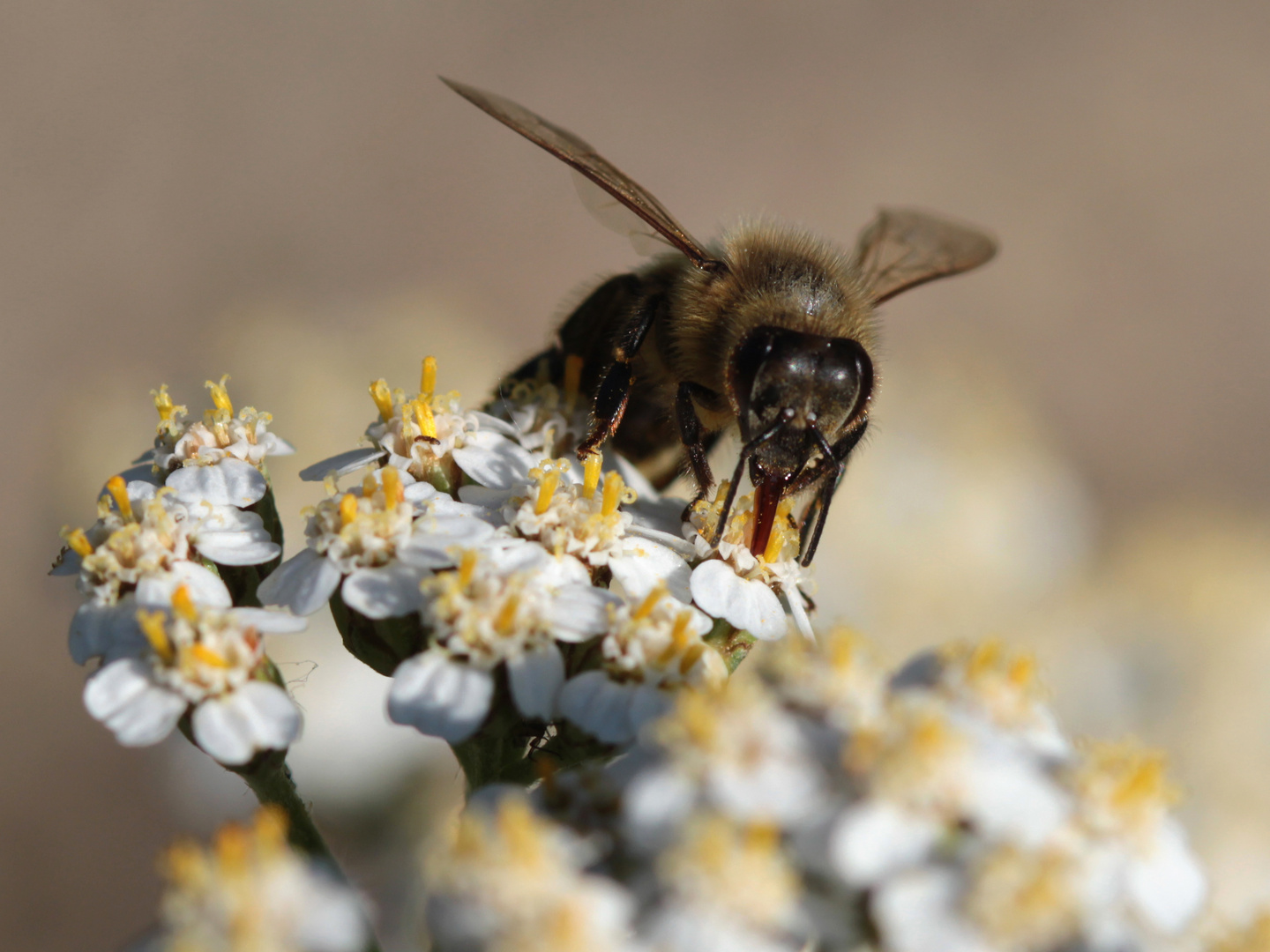 Biene auf Blüte der Schafgarbe