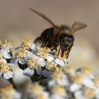 Biene auf Blüte der Schafgarbe