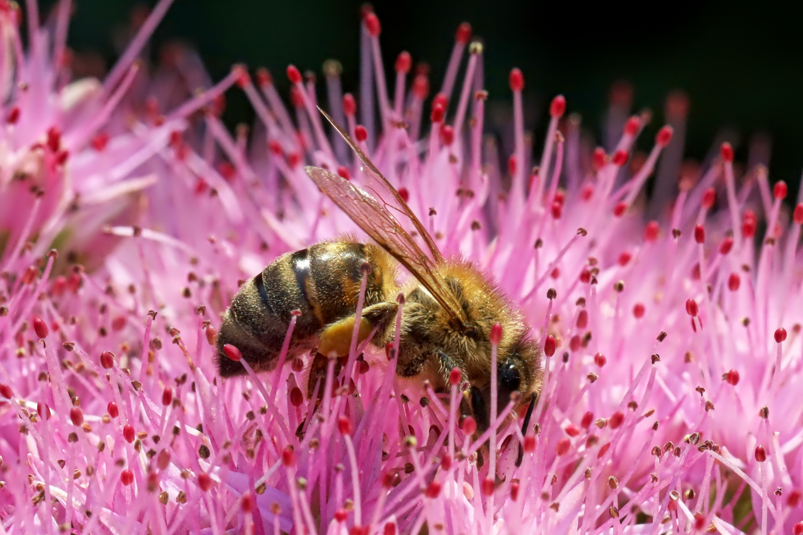 Biene auf Blüte einer Fetten Henne - bee at blossom of Fette Henne