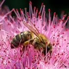 Biene auf Blüte einer Fetten Henne - bee at blossom of Fette Henne