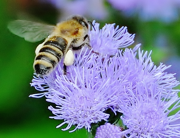 Biene auf Blüte