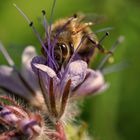 Biene auf Blüte 