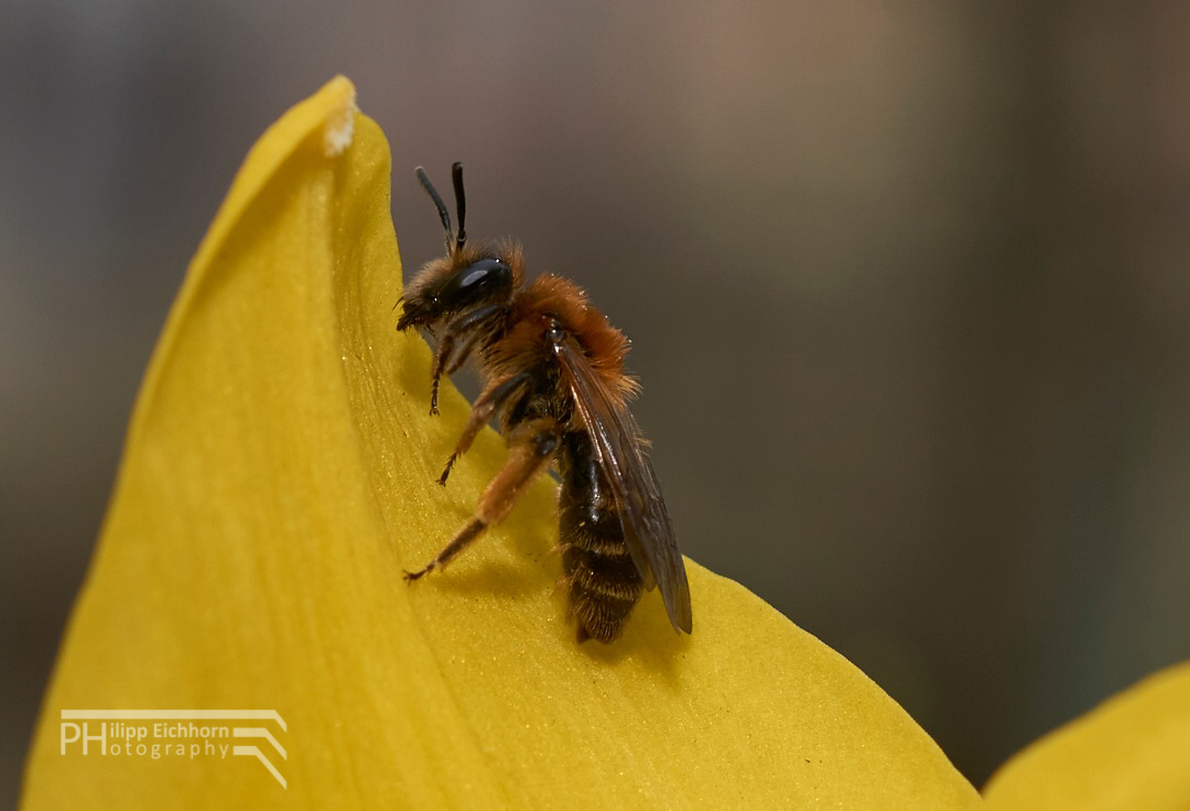 Biene auf Blüte