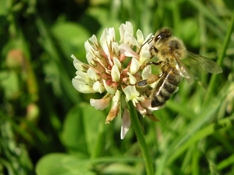 Biene auf Blüte in Vorarlberg ;)