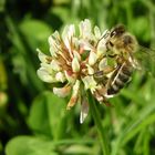 Biene auf Blüte in Vorarlberg ;)