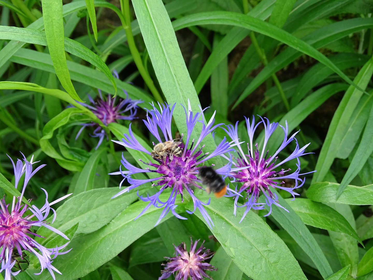 Biene auf Blüte mit Hummel im Anflug