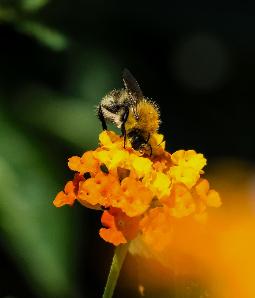 Biene auf Blüte_1