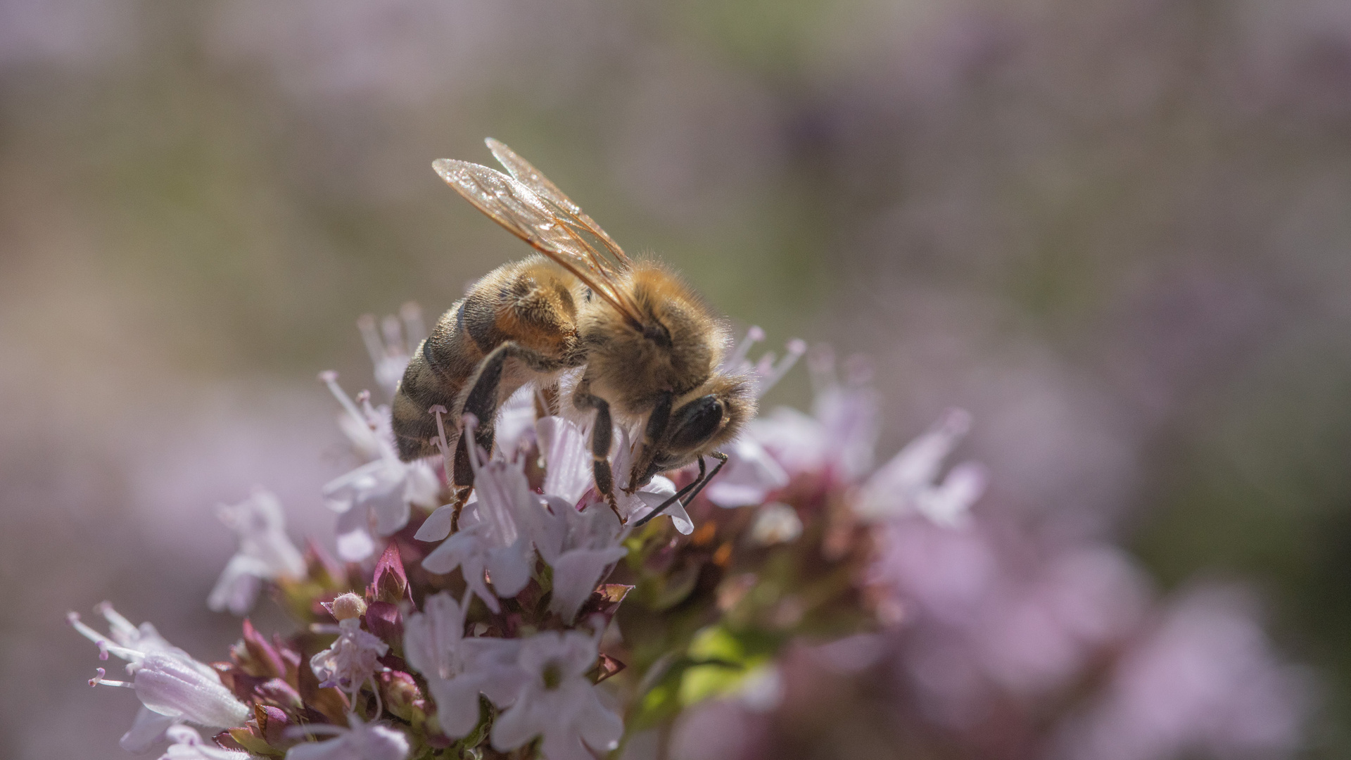 Biene auf Blüten