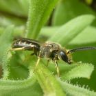 Biene auf Blütenstengel