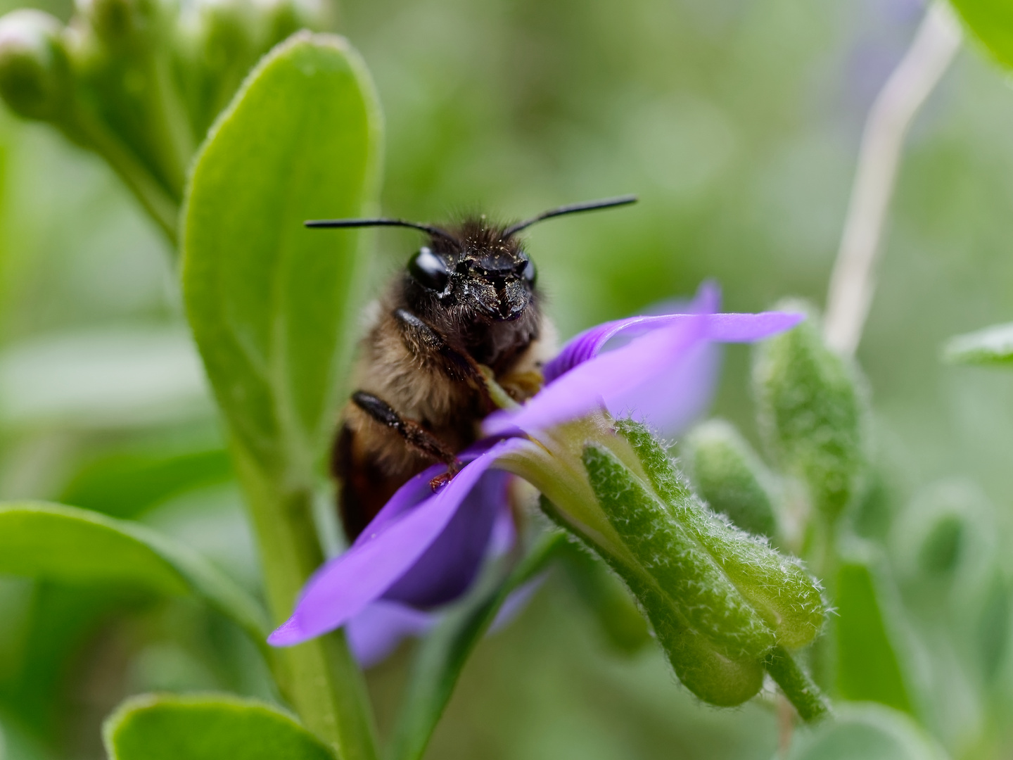 Biene auf Blume