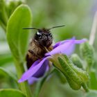 Biene auf Blume