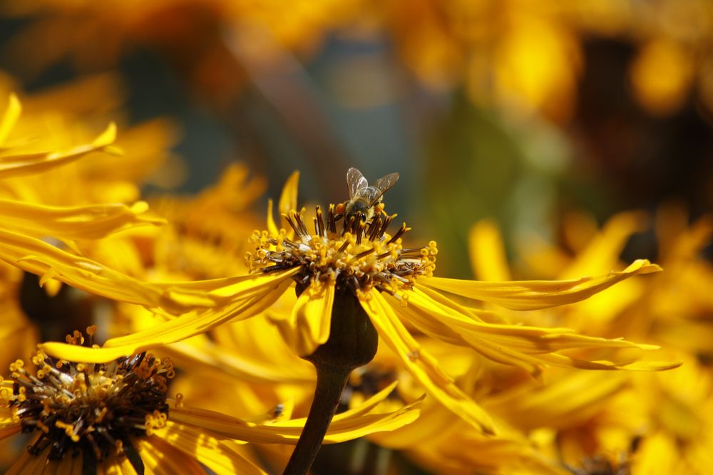 Biene auf Blume