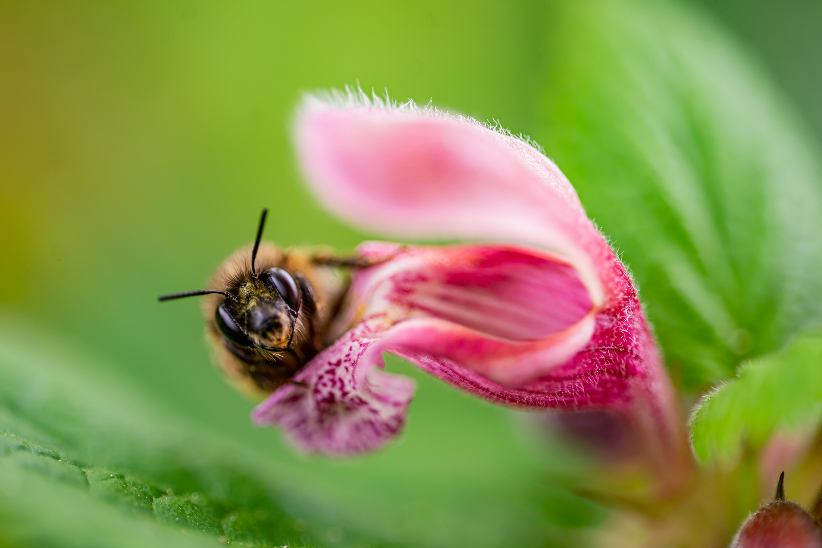 Biene auf Blume