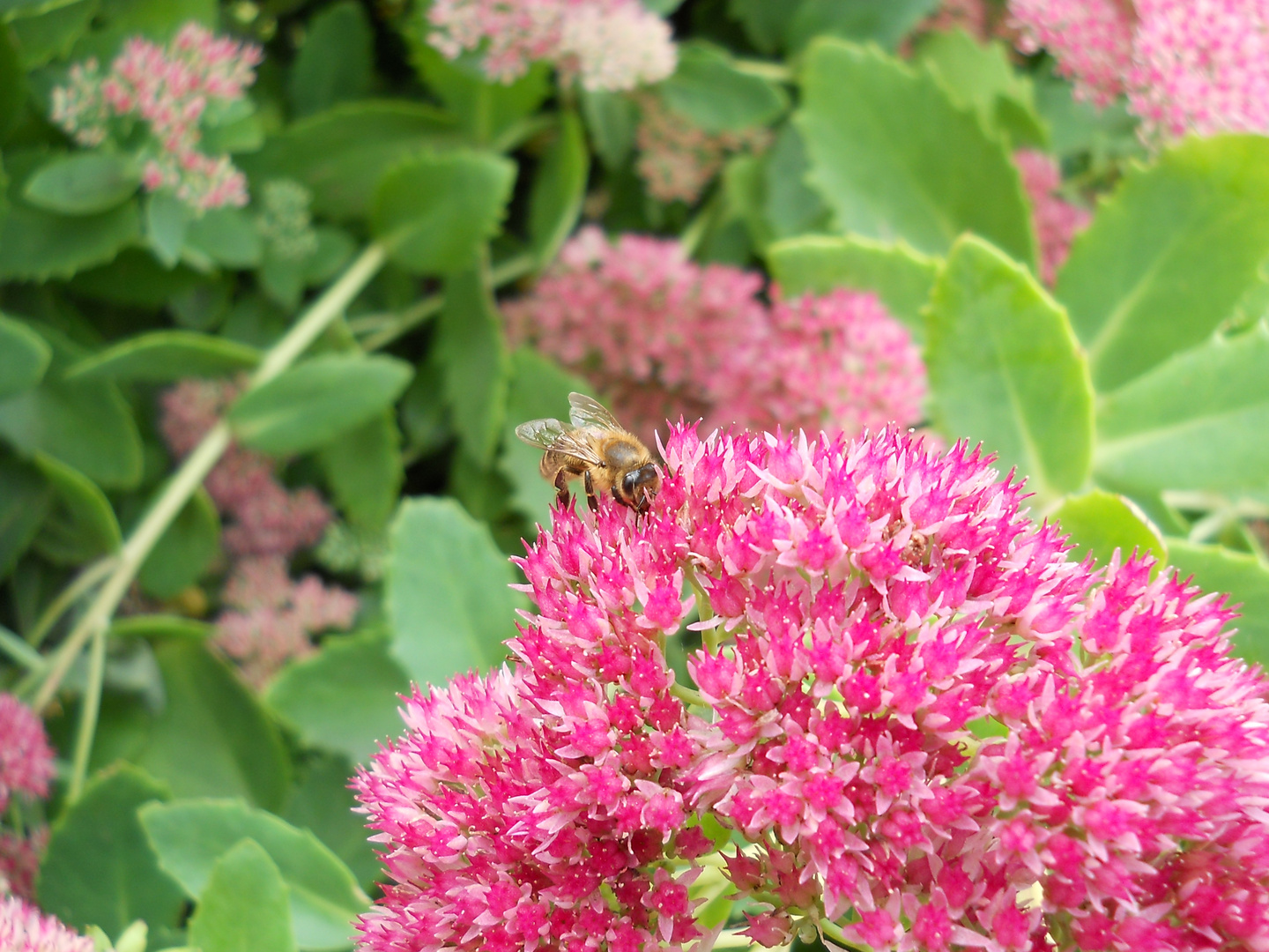 Biene auf Blume