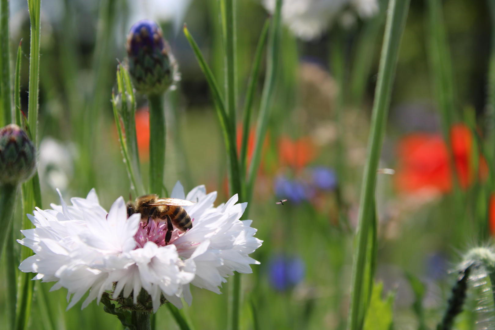 Biene auf Blume