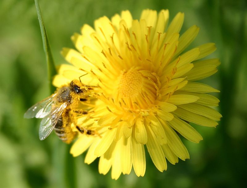 Biene auf Blume