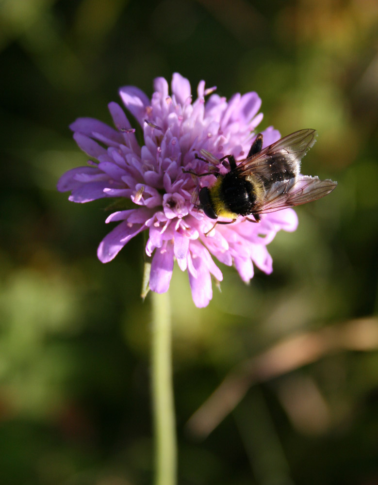 Biene auf Blume