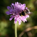 Biene auf Blume