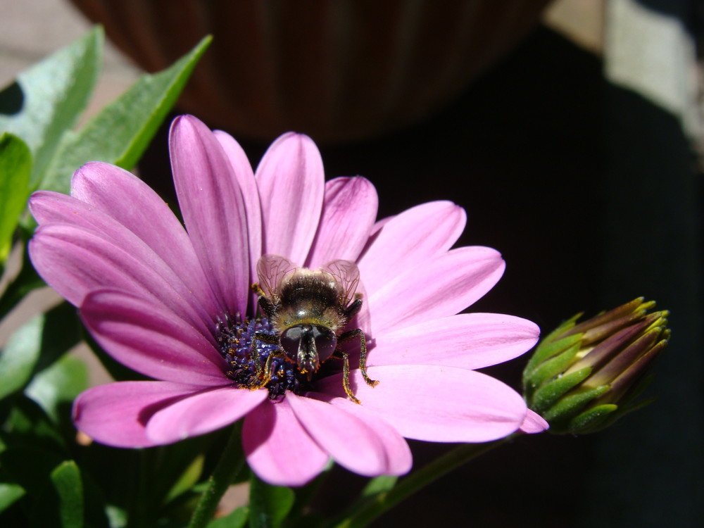 Biene auf Blume