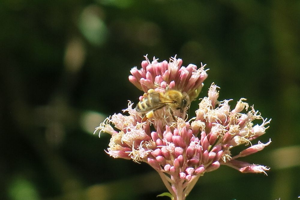 Biene auf Blume