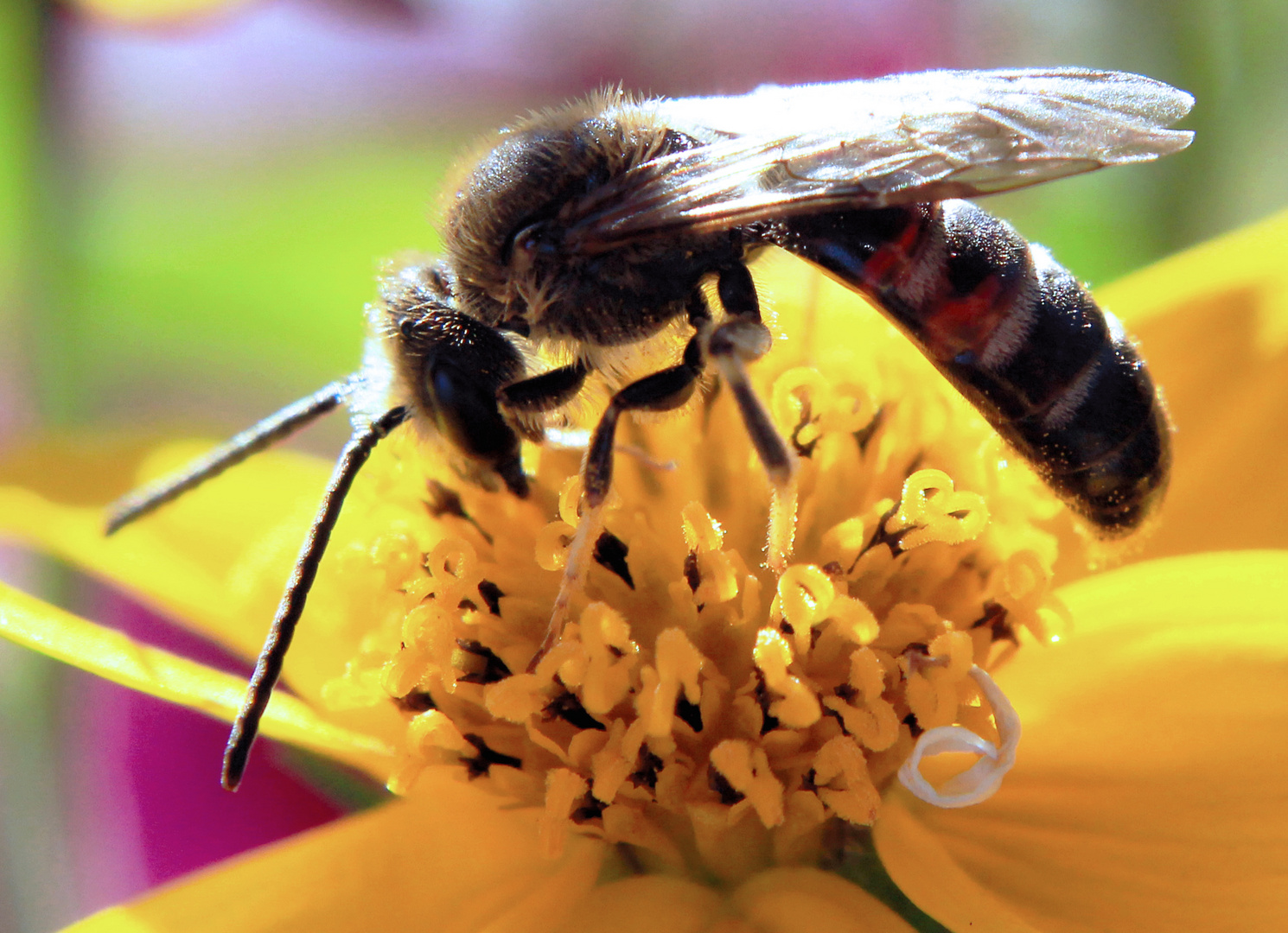 Biene auf Blume