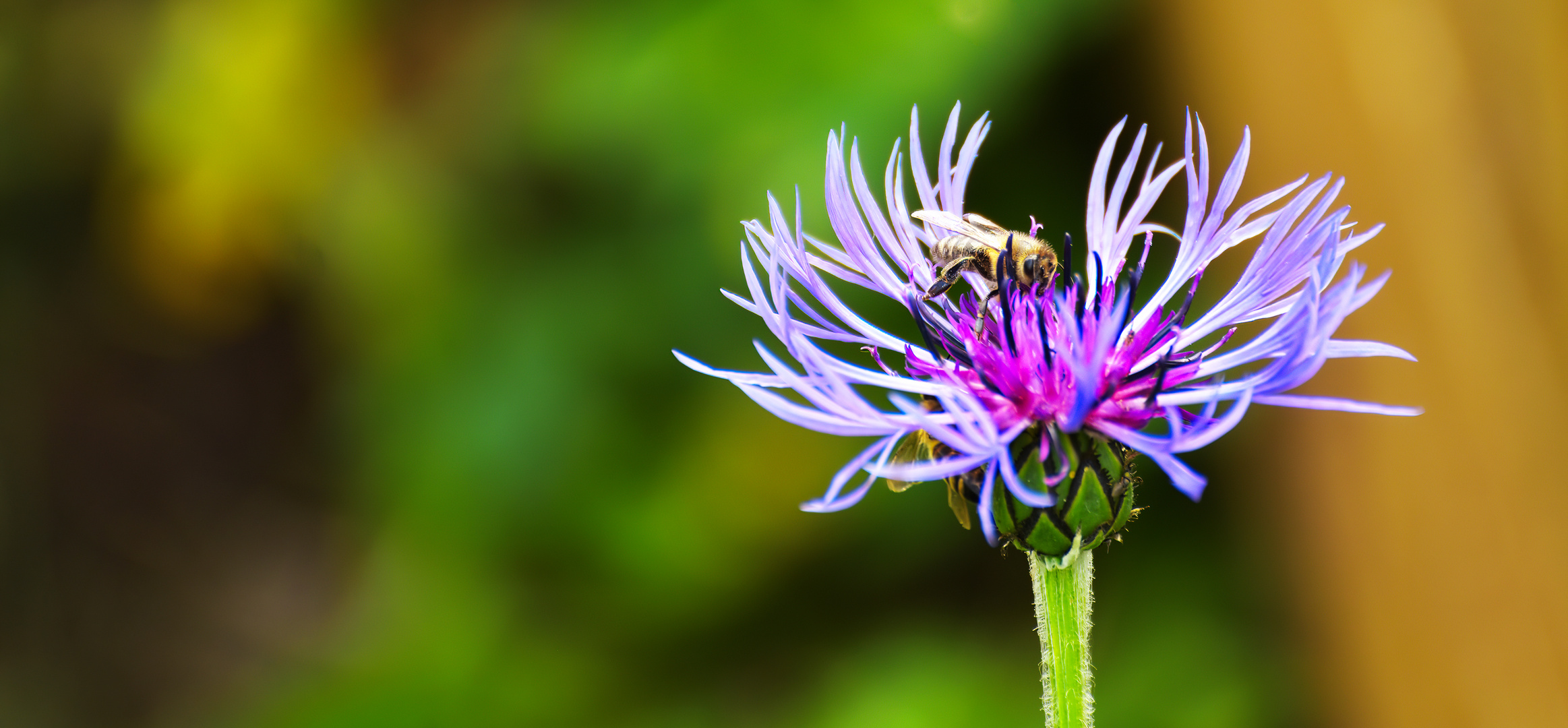 Biene auf Blume