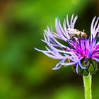 Biene auf Blume