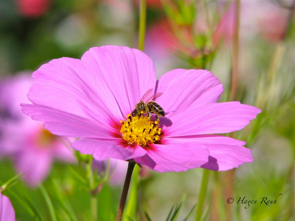 Biene auf Blume