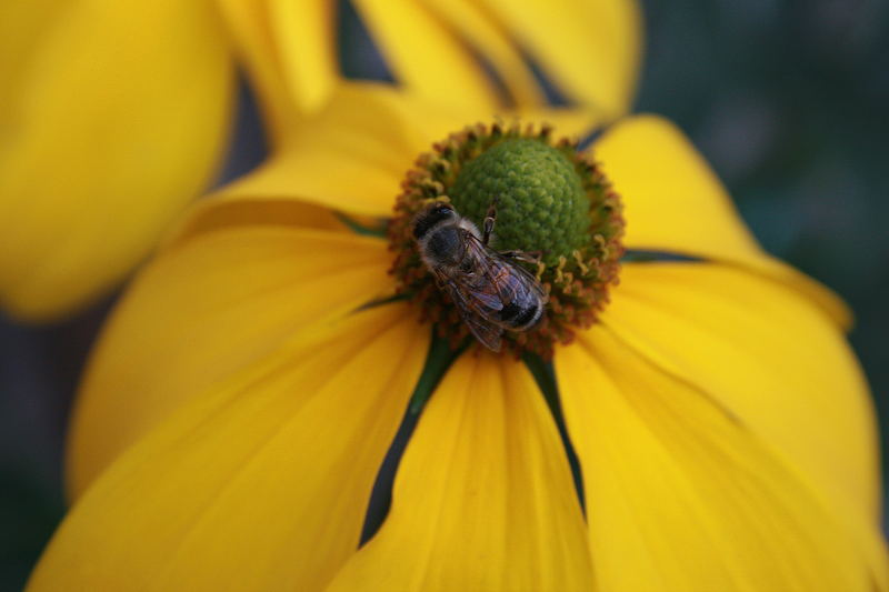 Biene auf Blume