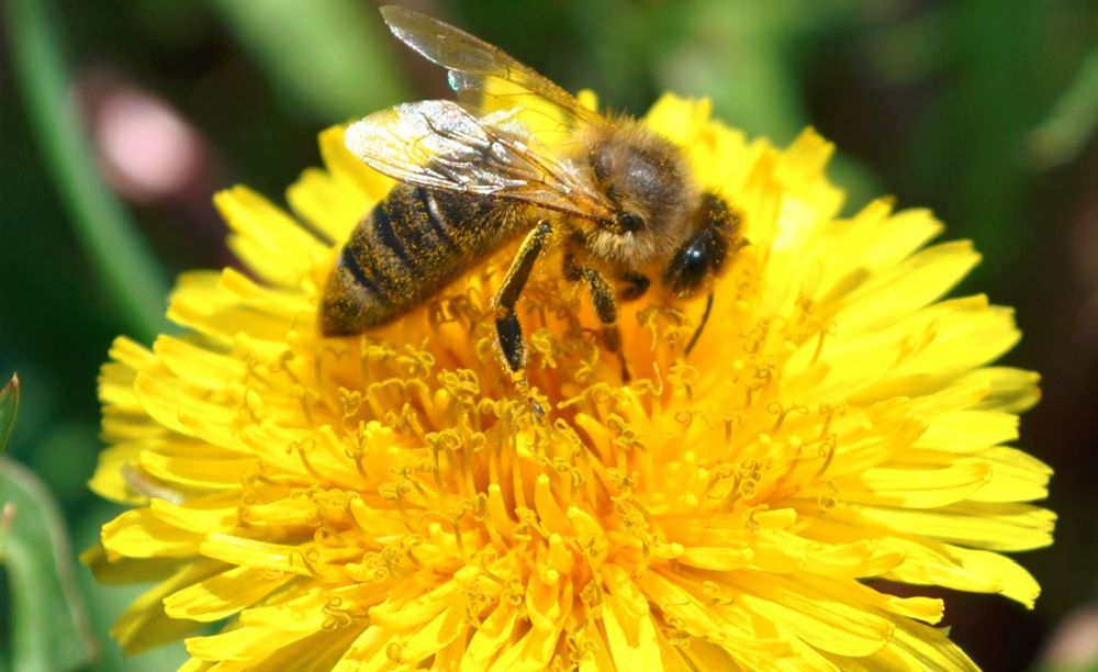 Biene auf Blume Foto & Bild tiere, biene, blume; biene Bilder auf