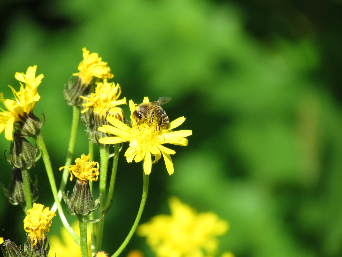 Biene auf Blume